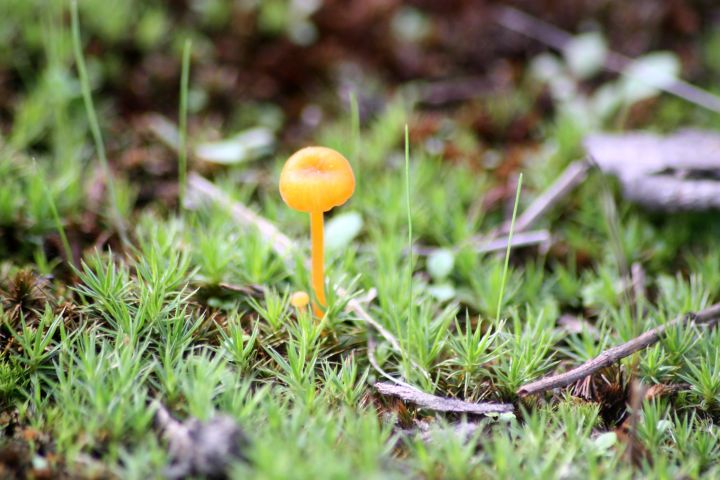 Funghi del parco del ticino da ID